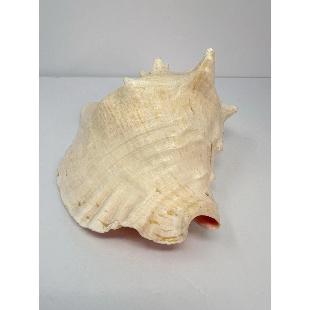 Large Natural Sea Shell Queen Conch 10
